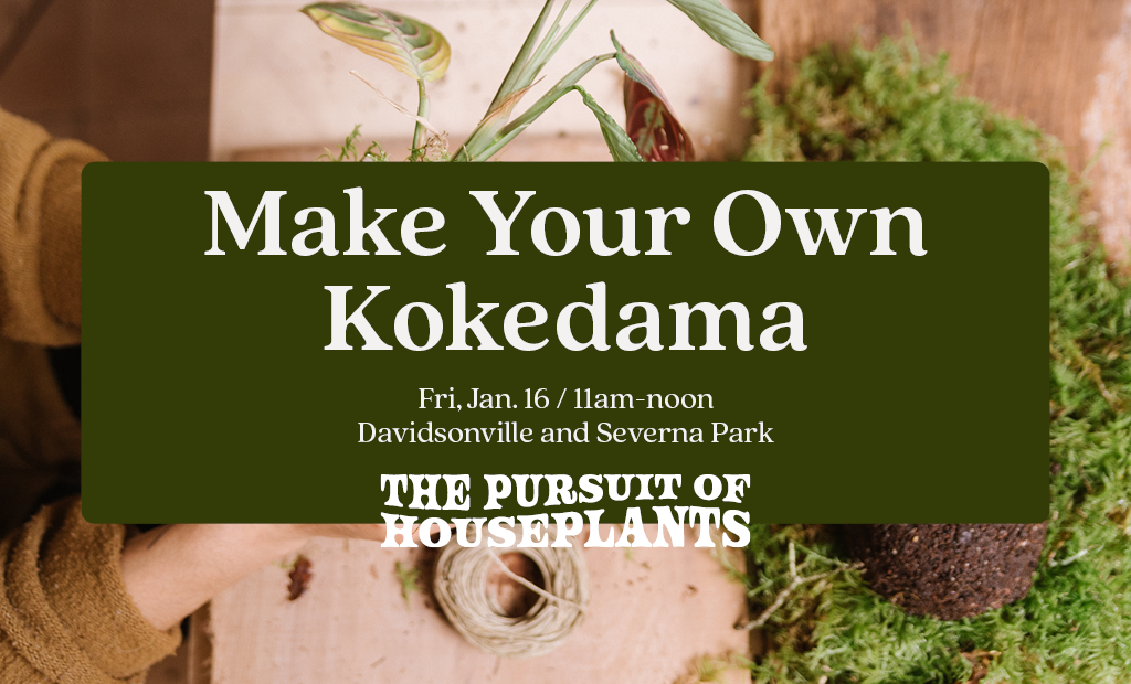 Make Your Own Kokedama