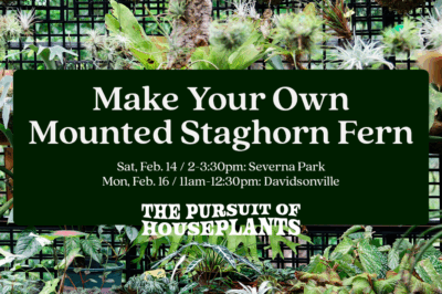 Mounted Staghorn Fern Workshop