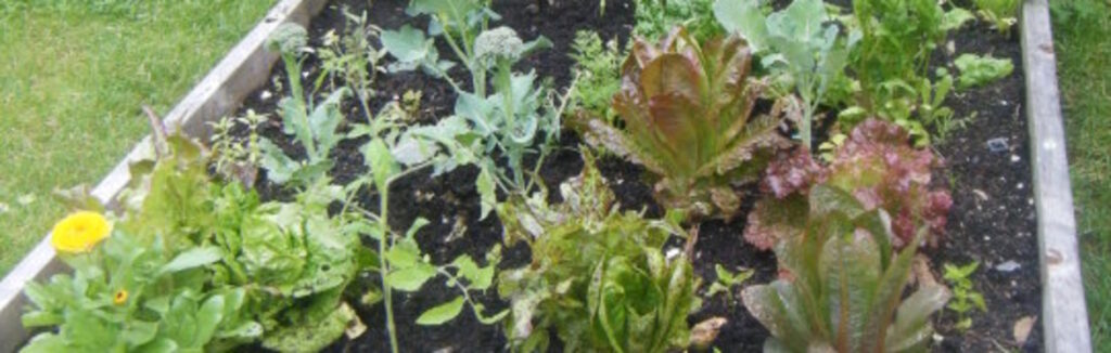 Planning a Kitchen Garden