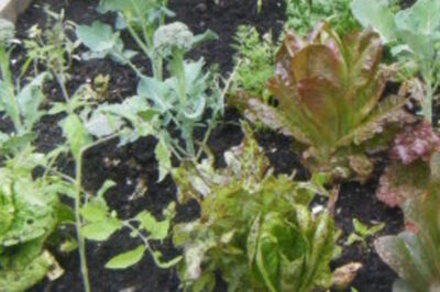 Planning a Kitchen Garden