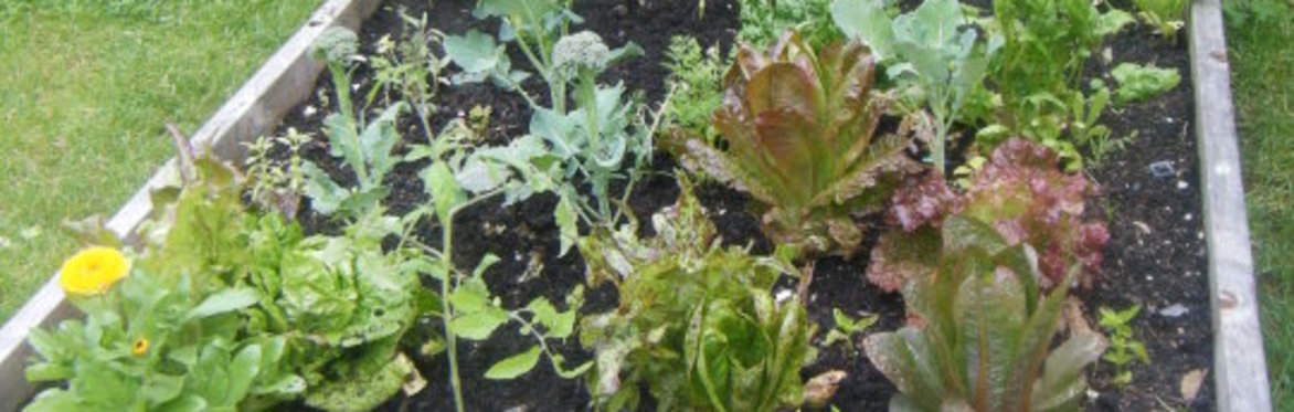 Planning a Kitchen Garden