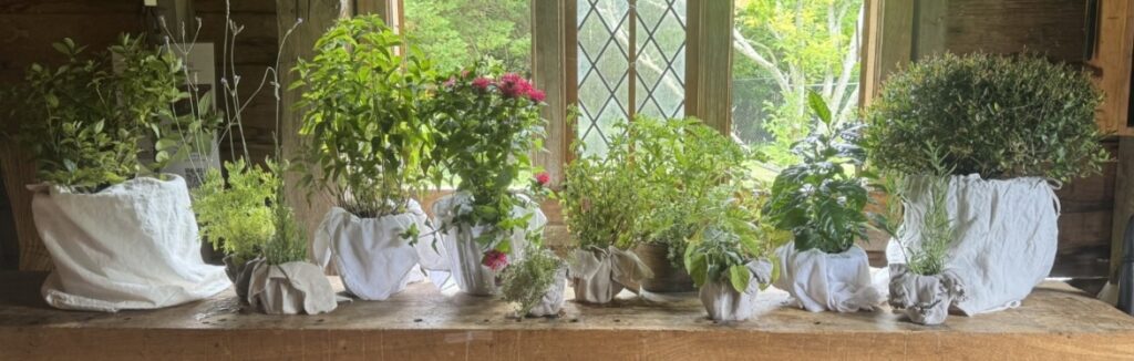 Growing Your Own Tea Garden