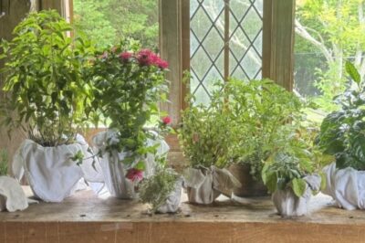 Growing Your Own Tea Garden