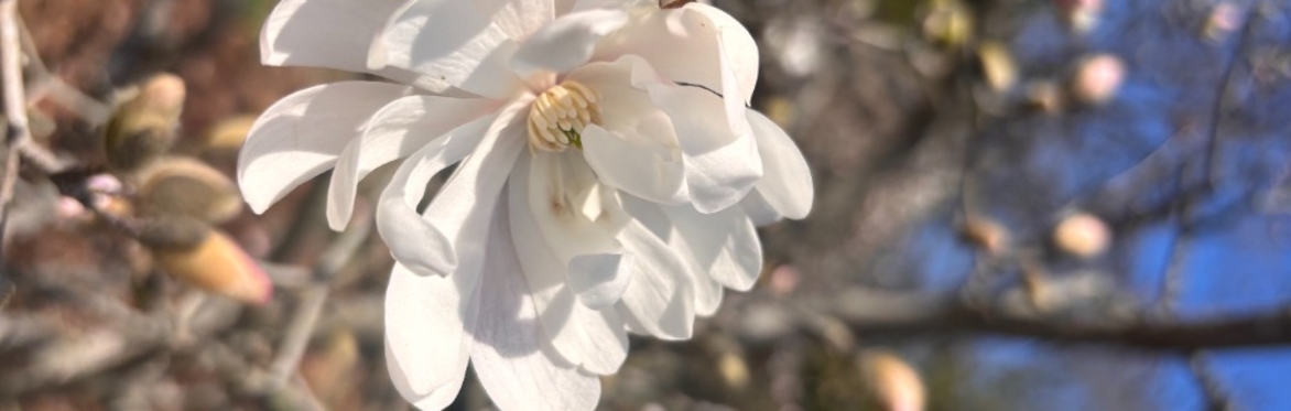 Spring Garden Ramble