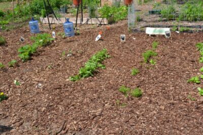 Preparing a Garden Bed for Spring Planting