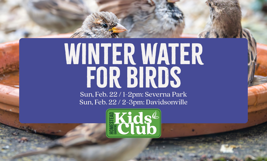 Winter Water for Birds