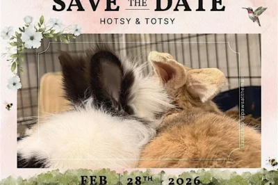 Holy Matribunny: Celebrate the Wedding of Hotsy & Totsy