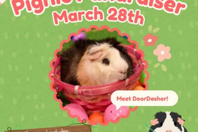 The Great Guinea Pig Picnic