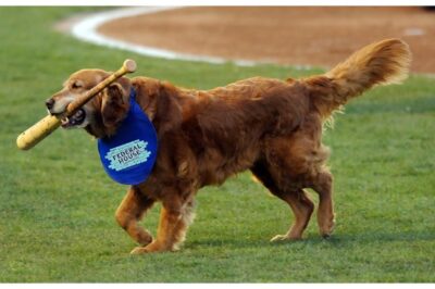 Bark at the Park