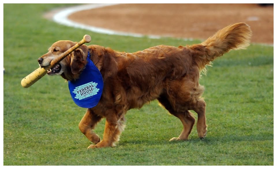Bark at the Park