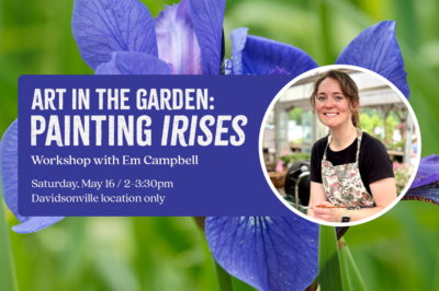 Art in the Garden: Irises