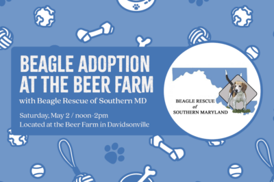 Beagle Adoption at the Beer Farm