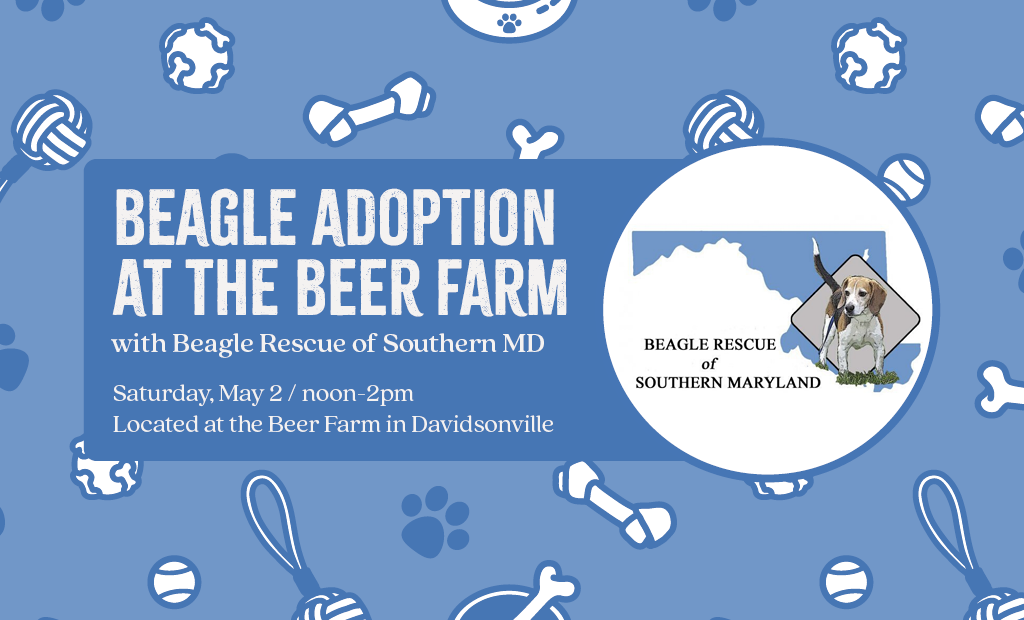 Beagle Adoption at the Beer Farm