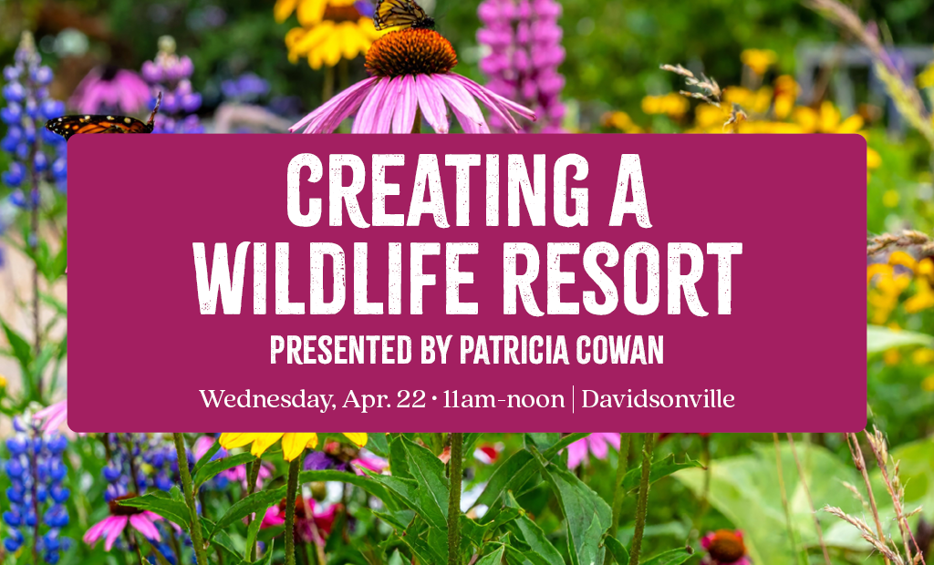 Create a Wildlife Resort in Your Own Backyard