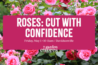 Roses: Growing with Confidence