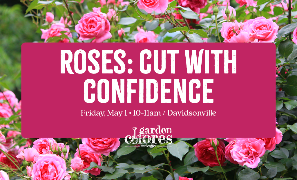 Roses: Growing with Confidence