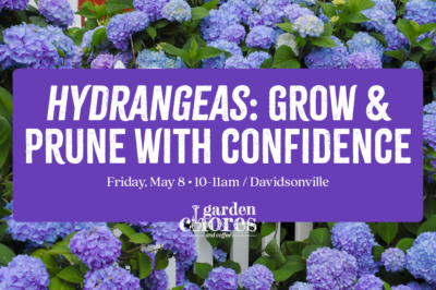 Hydrangeas: Grow and Prune with Confidence