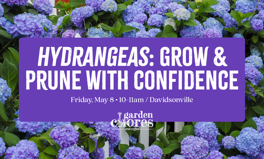 Hydrangeas: Grow and Prune with Confidence