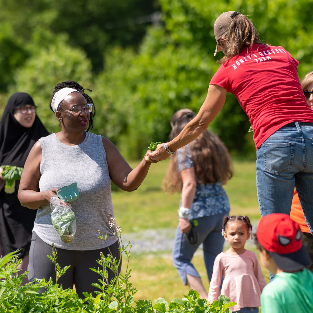 Berries and Greens Farm Tour