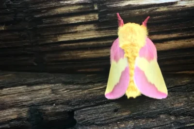 Moth Lighting