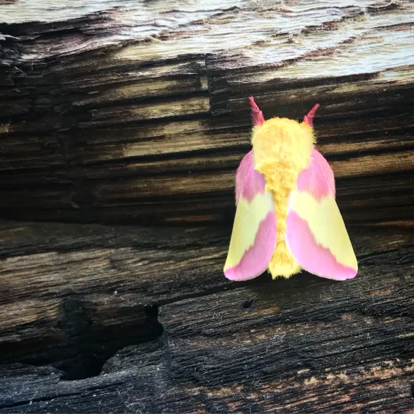 Moth Lighting