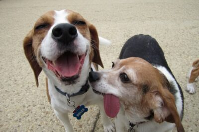 Beagle Bash