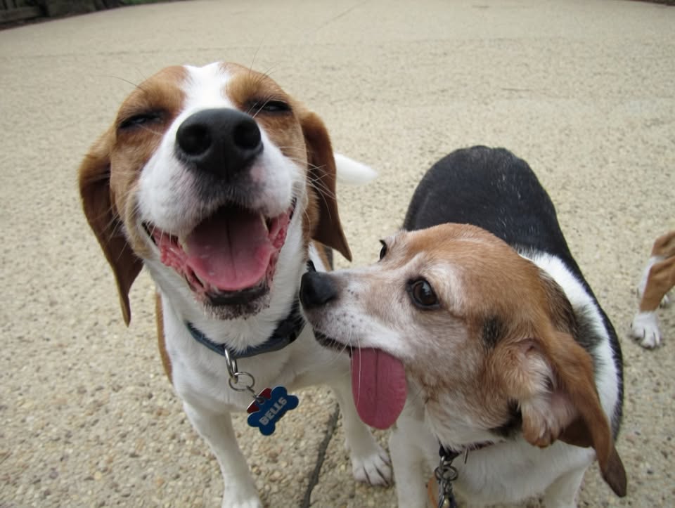 Beagle Bash