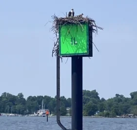 Cafe Scientifique: Our Chesapeake Osprey Are In Trouble… What’s Going On?