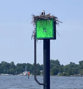 Cafe Scientifique: Our Chesapeake Osprey Are In Trouble… What’s Going On?