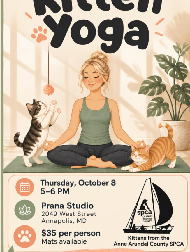 Kitten Yoga